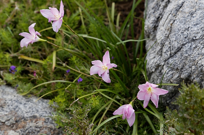 Suan Luang-JUN14-062